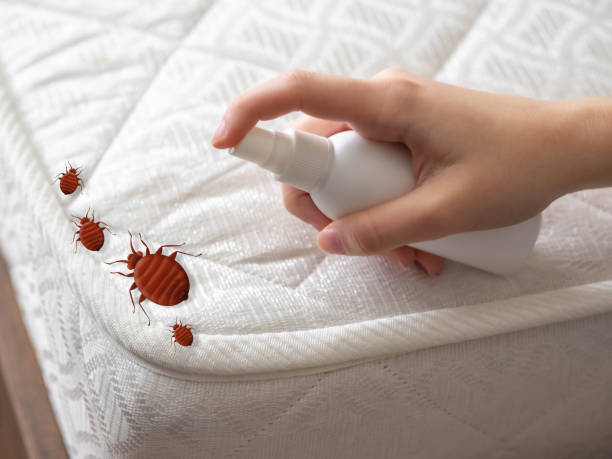 Best Pest Control Near Me  in Lordsburg, NM